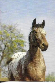 Postales: Caballo. Moderna postal fotográfica Alemana. 10,5 x 15 cms. Foto F. Gorski
